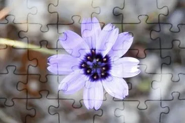  jigsaw puzzle