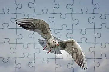 Foto jigsaw puzzle