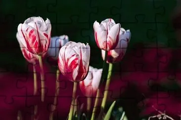 Foto jigsaw puzzle