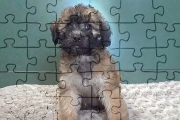 פאזל של Woodle