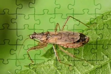 Nabis rugosus