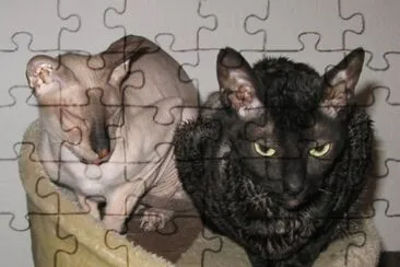 פאזל של Peterbald