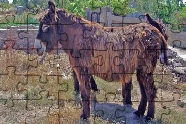 Zamorano leones