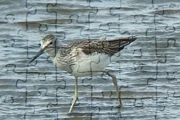 פאזל של Tringa nebularia