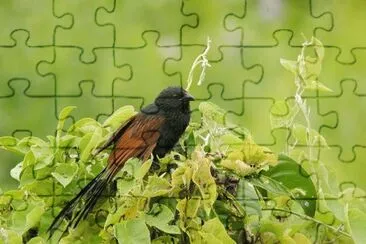Malagasy coucal