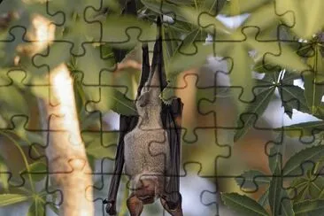 Hipposideros commersoni