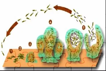 BiopelÃ­cula