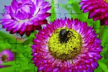 Foto jigsaw puzzle