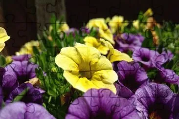 Foto jigsaw puzzle