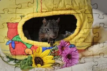 1 jigsaw puzzle