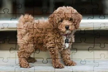 Bichonpoodle