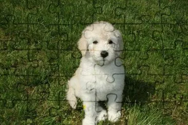 Pyredoodle