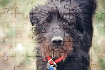 Scoodle