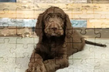 Labradoodle