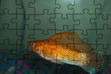Yucatan molly jigsaw puzzle