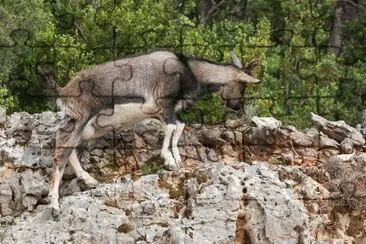 Aegagrus jigsaw puzzle