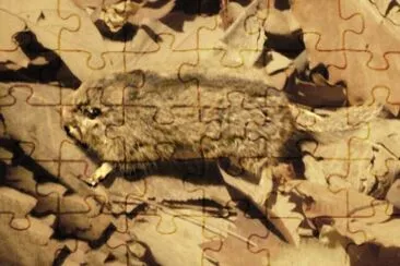 Ghiretto del giappone jigsaw puzzle
