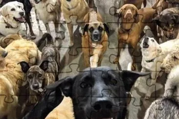 Self dos Dogs