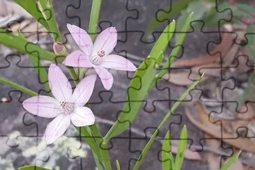 Pink wax flower