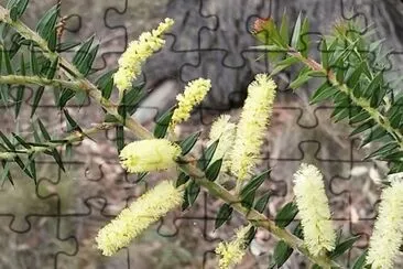 פאזל של Spike wattle
