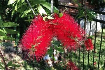 Bottle Brush