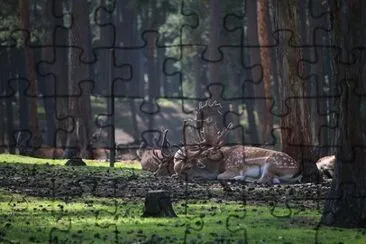 Foto jigsaw puzzle