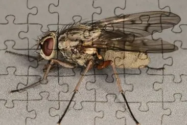 פאזל של Phaonia fuscata