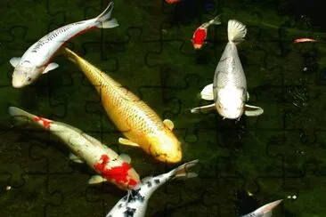 Carpa koi jigsaw puzzle