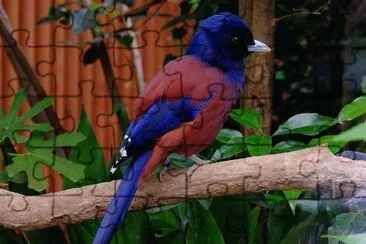 Garrulus lidthi