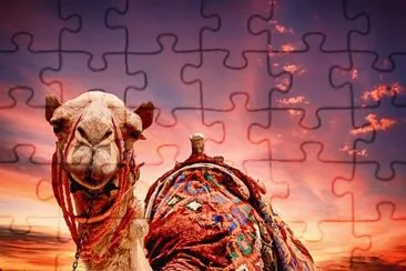 Camel