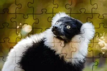 פאזל של Lemur