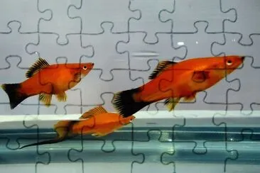 Portaspada jigsaw puzzle