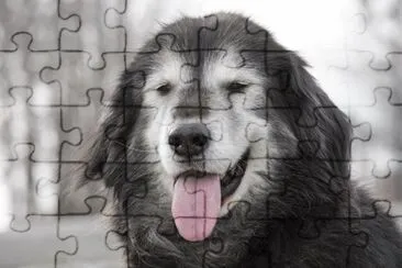  jigsaw puzzle