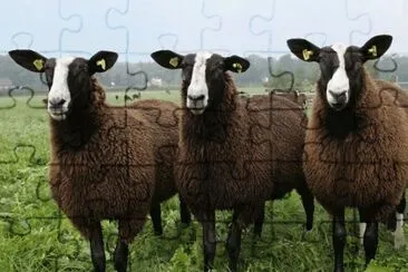  jigsaw puzzle