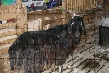  jigsaw puzzle