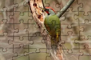  jigsaw puzzle
