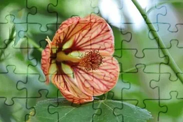 OK jigsaw puzzle