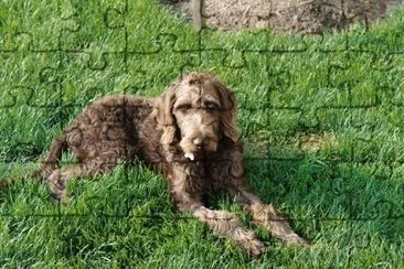 Weimardoodle
