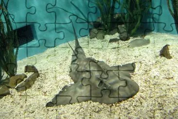 Squatina japinica