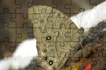 Melaitis leda