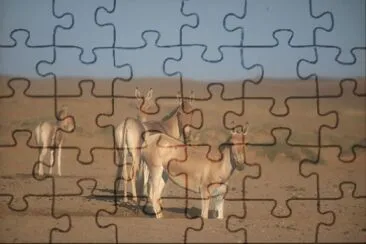 Selvatico mongolo jigsaw puzzle