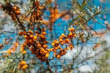 Foto jigsaw puzzle
