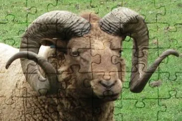  jigsaw puzzle