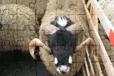  jigsaw puzzle