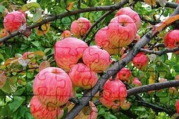 imagem jigsaw puzzle