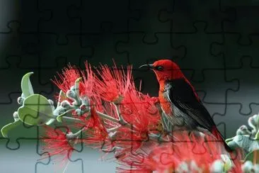  jigsaw puzzle
