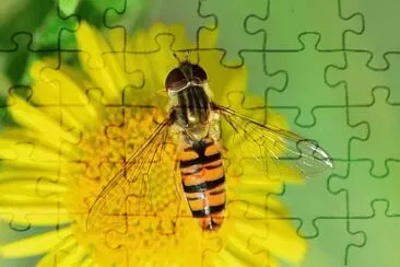 Toy jigsaw puzzle