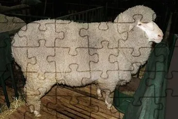 Poll merino