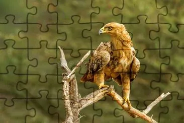 Aquila rapace jigsaw puzzle
