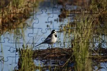 Foto jigsaw puzzle